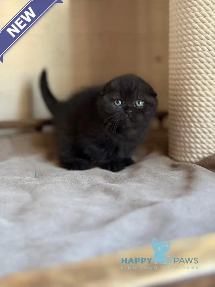 Markus Scottish Fold male black live animals