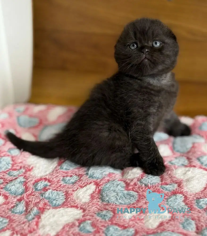 Markus Scottish Fold male black live animals