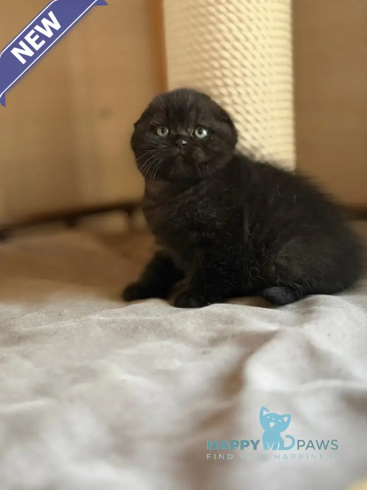 Markus Scottish Fold male black live animals