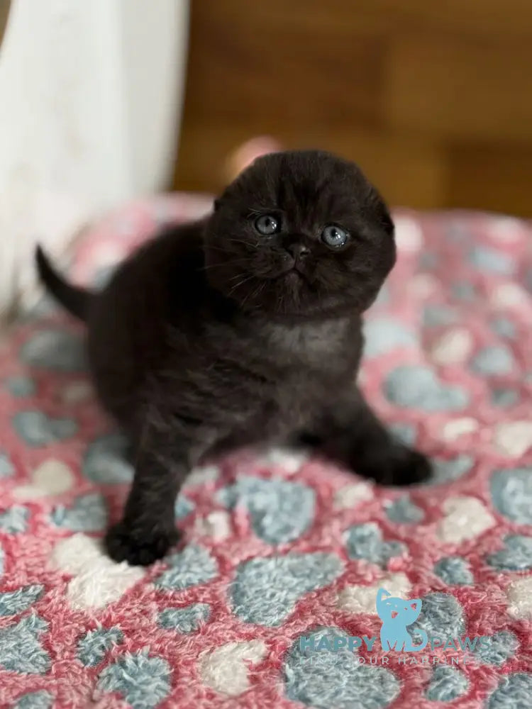 Markus Scottish Fold male black live animals