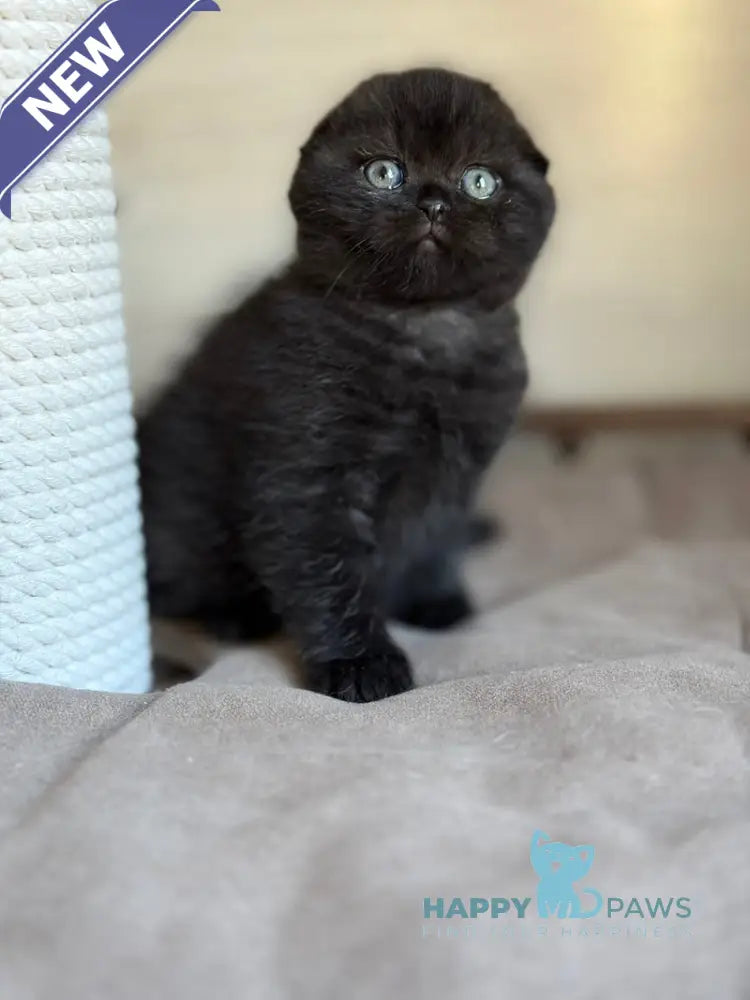 Markus Scottish Fold male black live animals