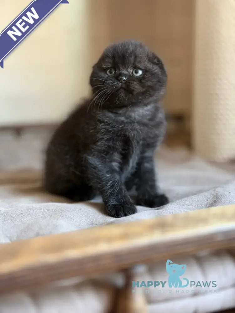 Markus Scottish Fold male black live animals