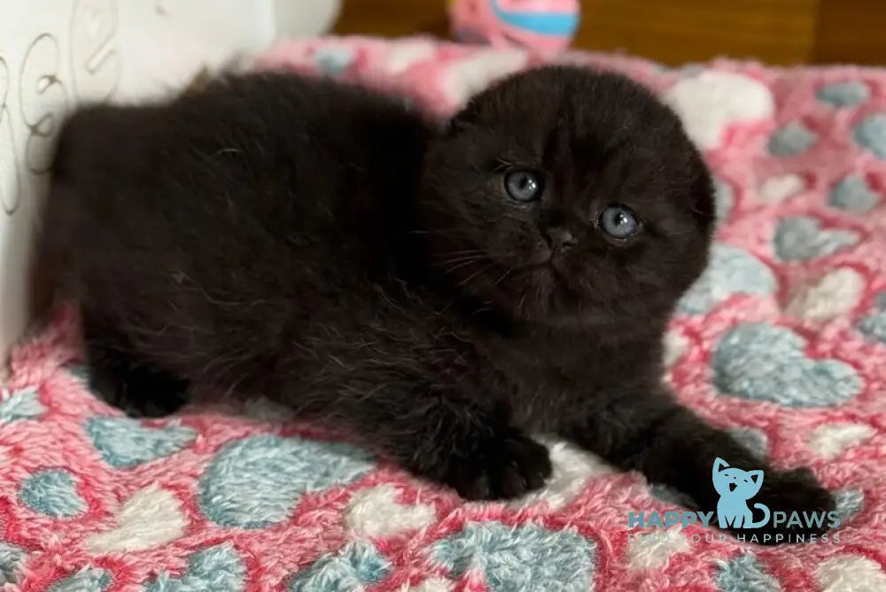 Markus Scottish Fold male black live animals