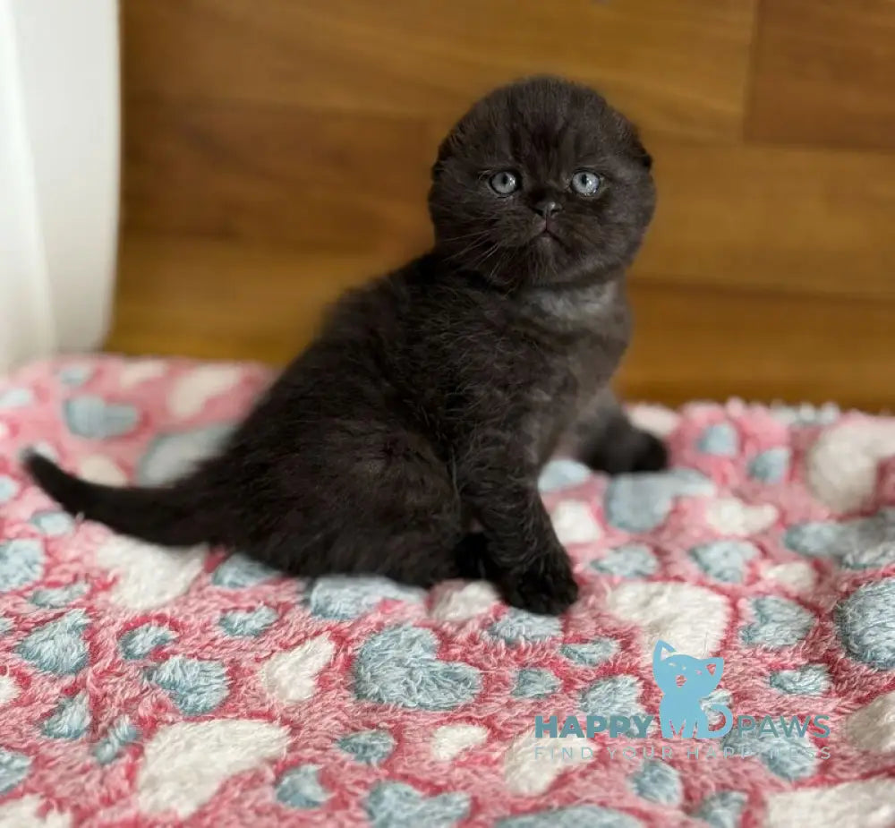 Markus Scottish Fold male black live animals