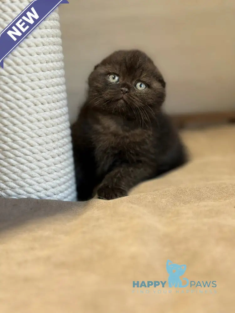 Markus Scottish Fold male black live animals