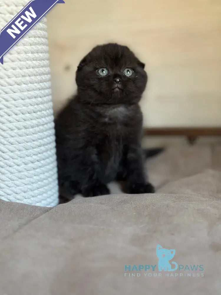 Markus Scottish Fold male black live animals
