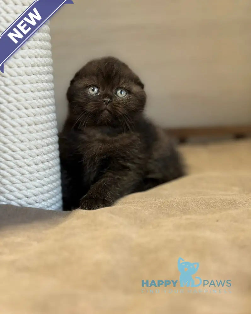 Markus Scottish Fold male black live animals