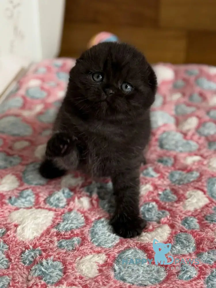 Markus Scottish Fold male black live animals