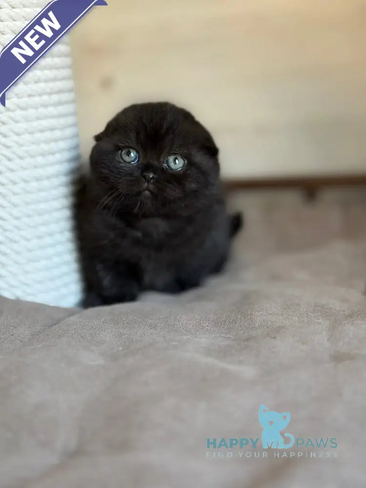 Markus Scottish Fold male black live animals