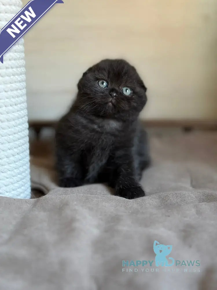 Markus Scottish Fold male black live animals