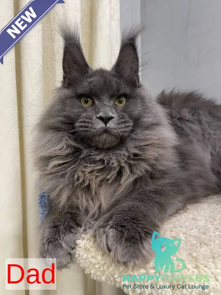 Markush Maine Coon male blue silver ticked tabby - live animals