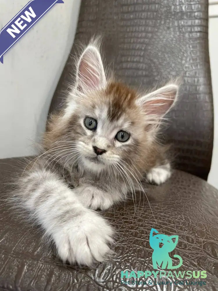 Markush Maine Coon male blue silver ticked tabby - live animals