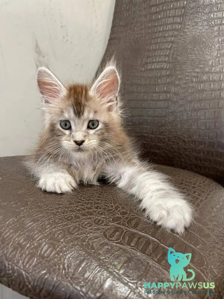 Markush Maine Coon male blue silver ticked tabby - live animals
