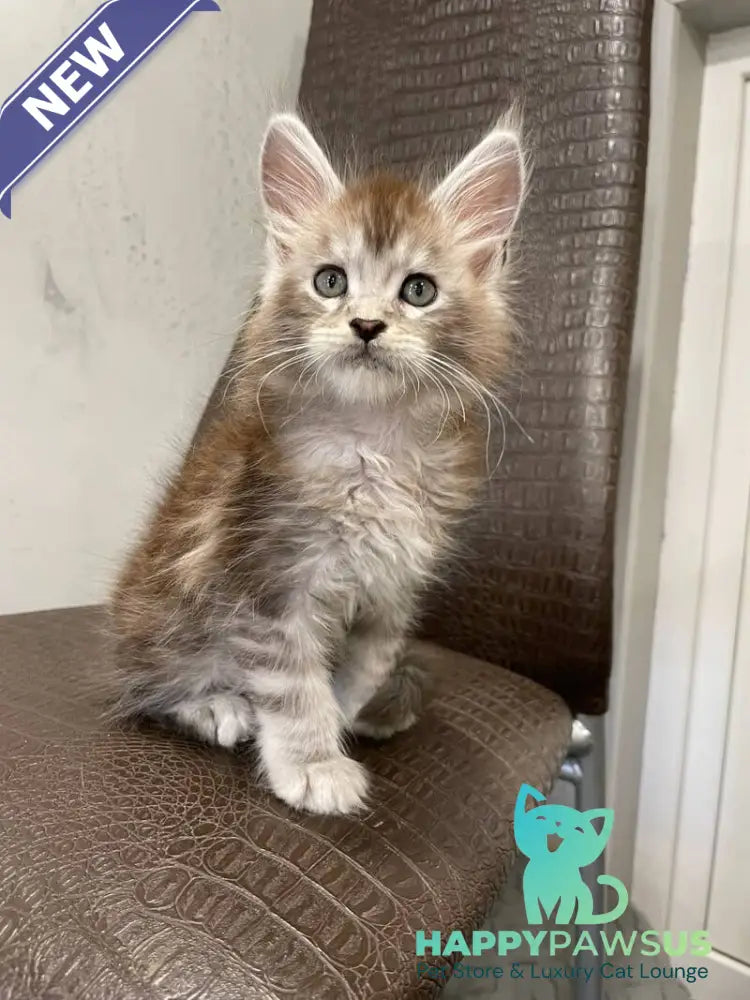 Markush Maine Coon male blue silver ticked tabby - live animals
