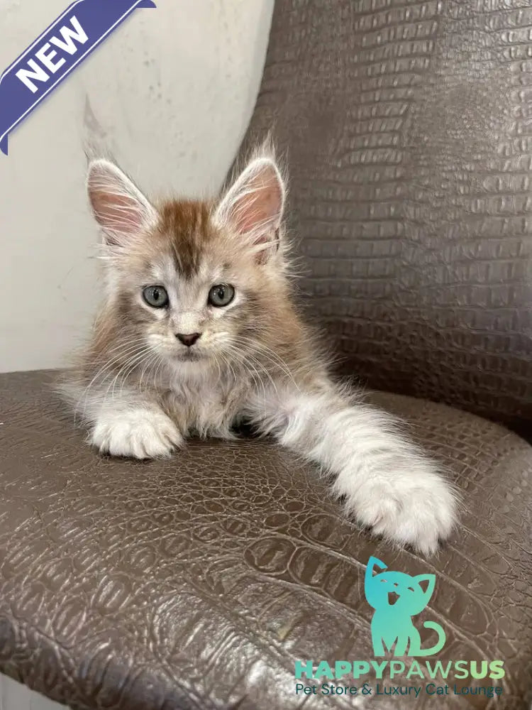 Markush Maine Coon male blue silver ticked tabby - live animals