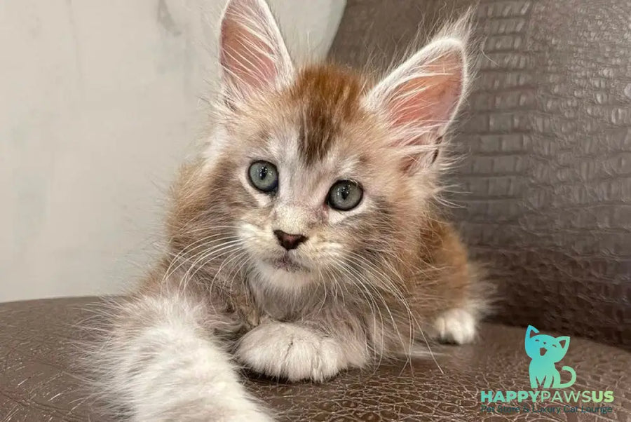 Markush Maine Coon male blue silver ticked tabby - live animals