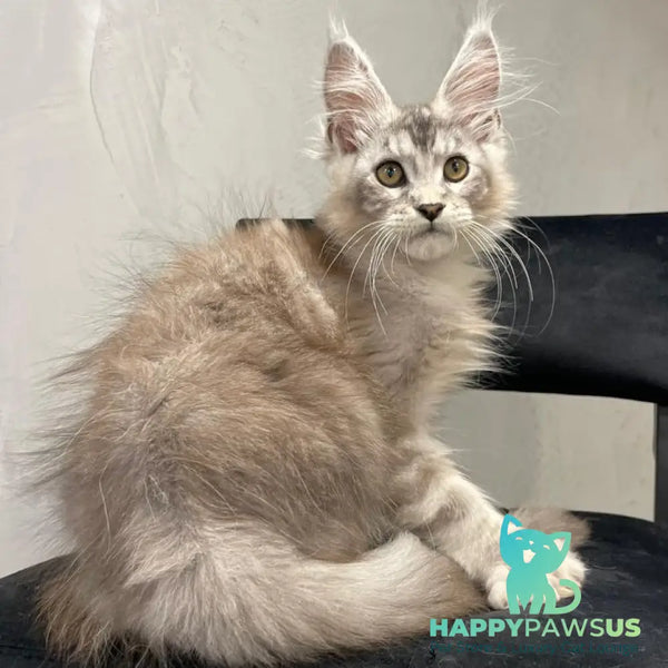 Markush Maine Coon male blue silver ticked tabby - live animals