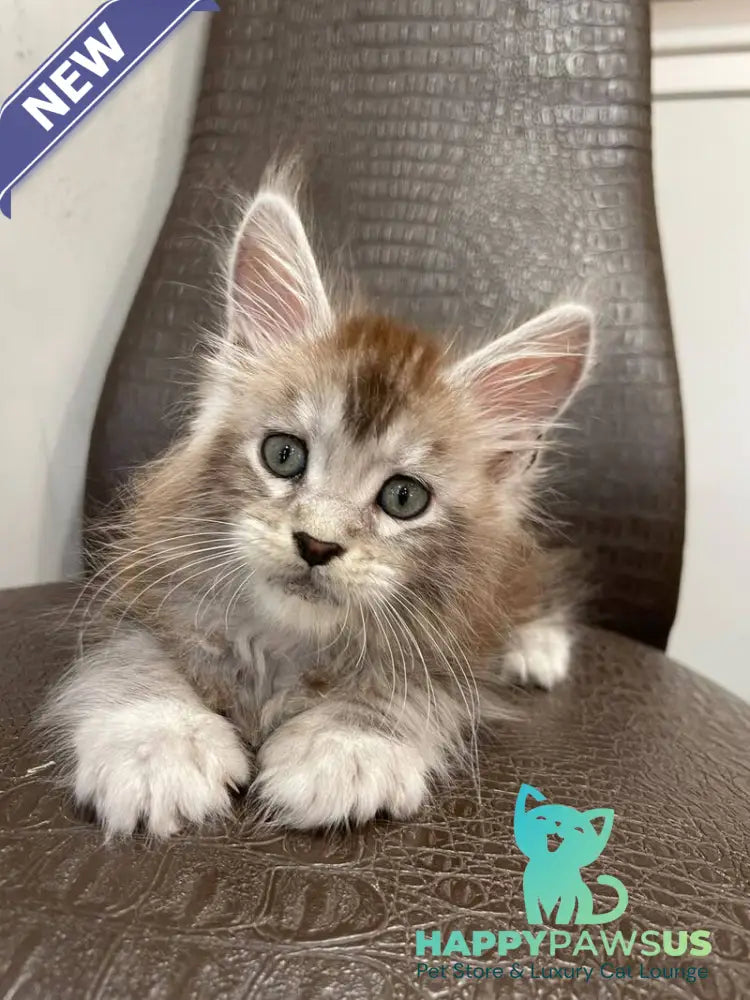 Markush Maine Coon male blue silver ticked tabby - live animals
