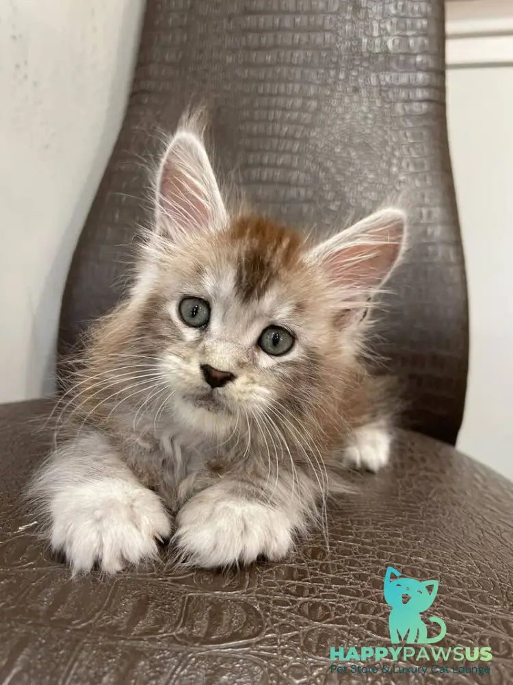 Markush Maine Coon male blue silver ticked tabby - live animals