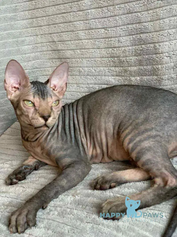 Marla Don Sphynx female black spotted tabby live animals
