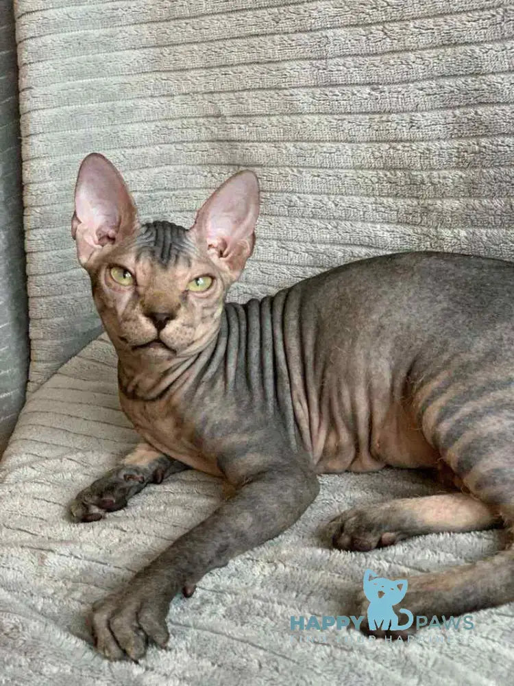 Marla Don Sphynx female black spotted tabby live animals