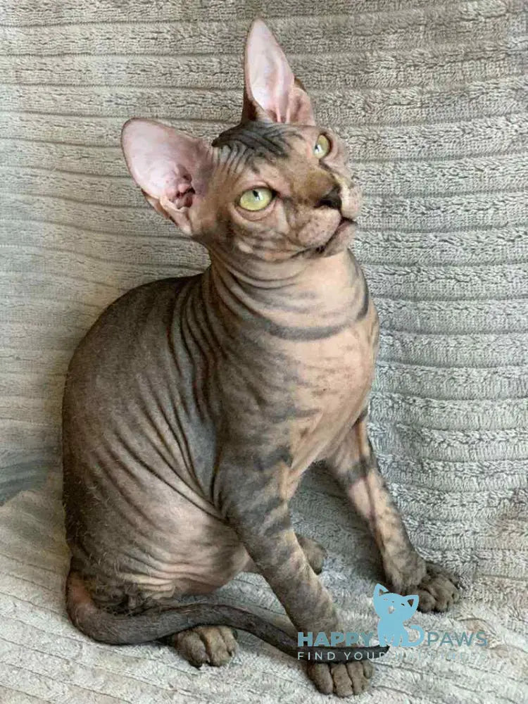 Marla Don Sphynx female black spotted tabby live animals