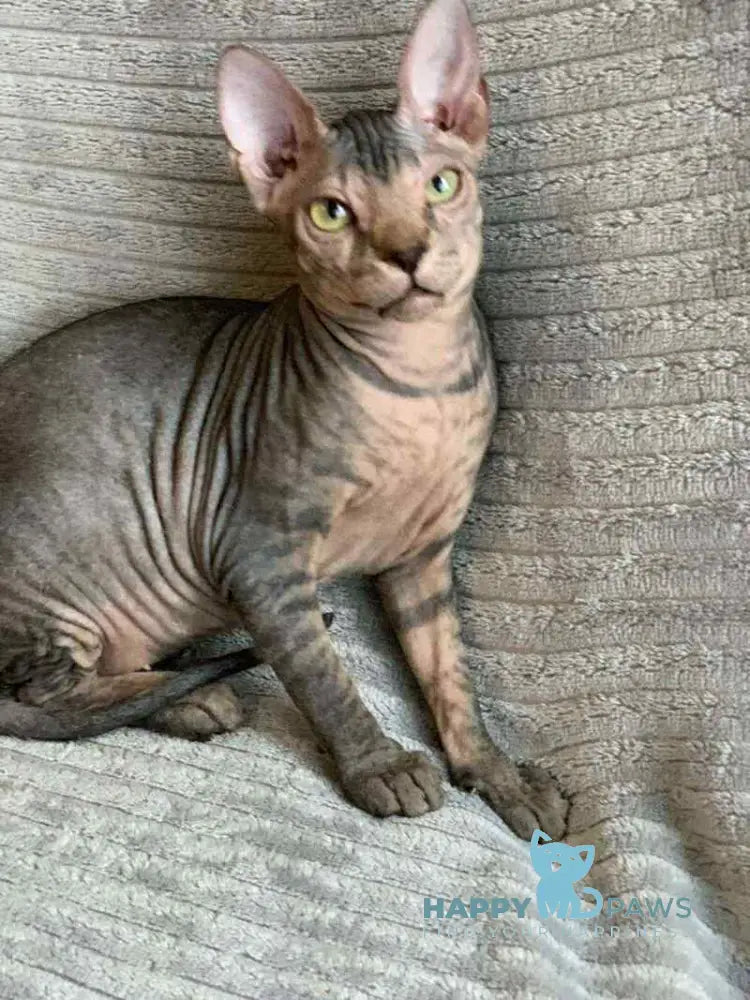 Marla Don Sphynx female black spotted tabby live animals