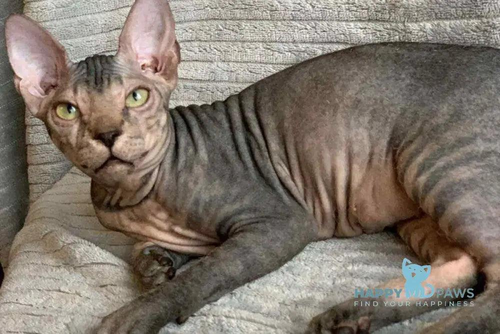 Marla Don Sphynx female black spotted tabby live animals