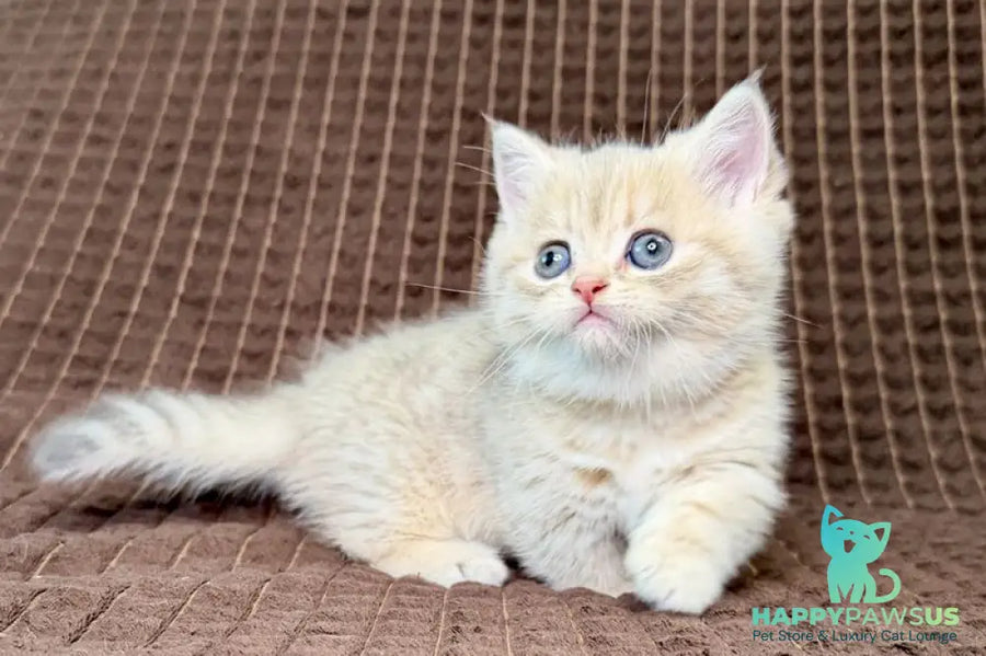 Marley Munchkin male blue golden spotted tabby - live animals