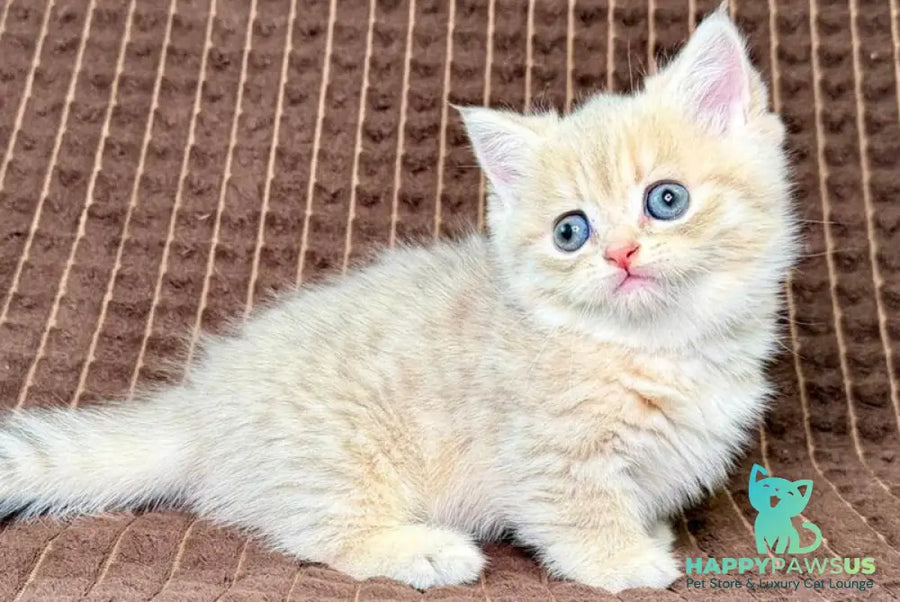 Marley Munchkin male blue golden spotted tabby - live animals