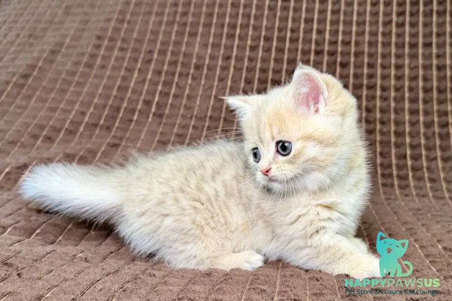 Marley Munchkin male blue golden spotted tabby - live animals