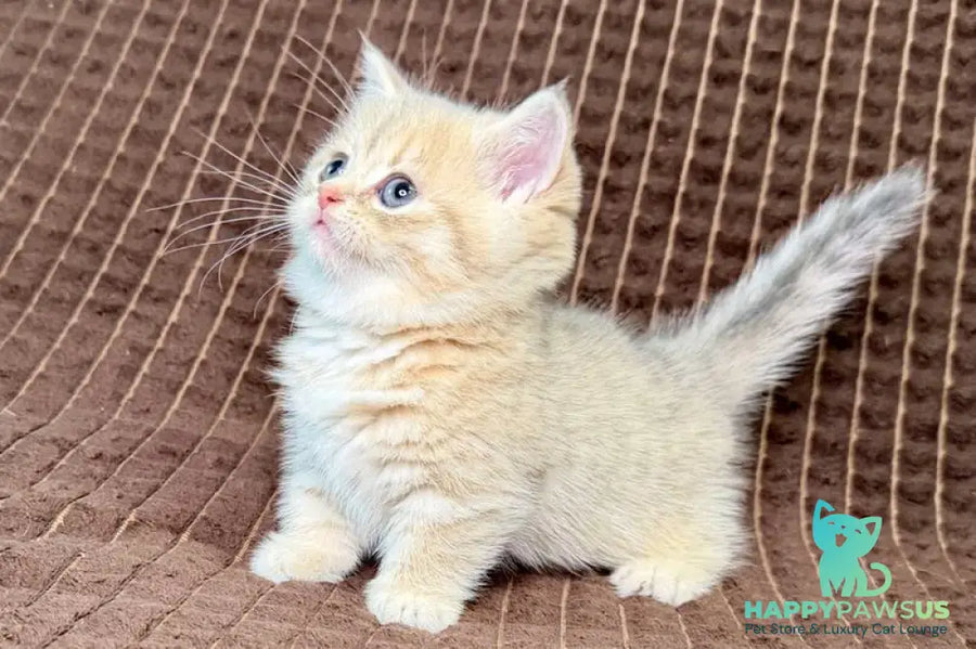 Marley Munchkin male blue golden spotted tabby - live animals