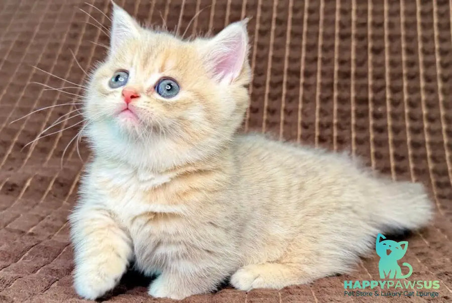 Marley Munchkin male blue golden spotted tabby - live animals