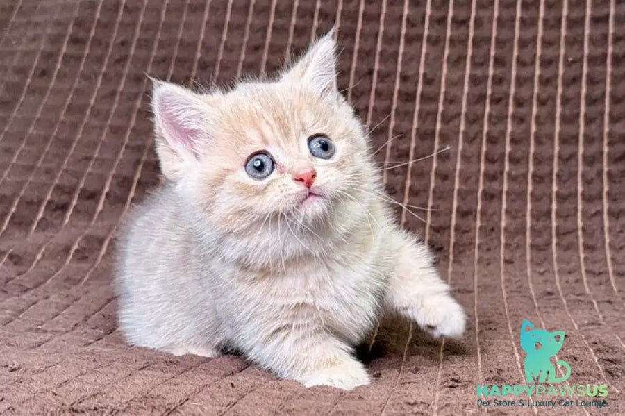 Marley Munchkin male blue golden spotted tabby - live animals