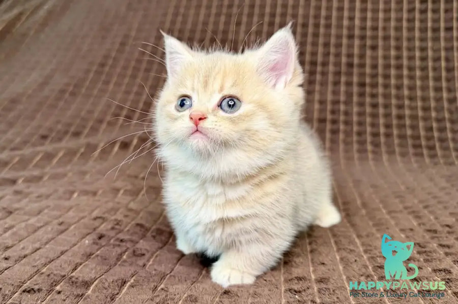Marley Munchkin male blue golden spotted tabby - live animals