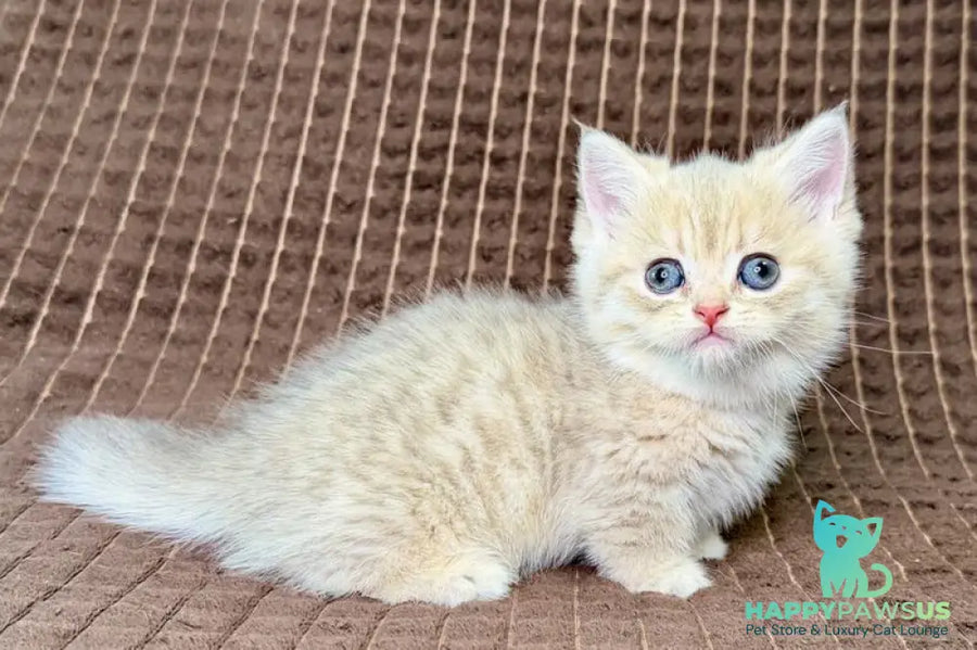 Marley Munchkin male blue golden spotted tabby - live animals