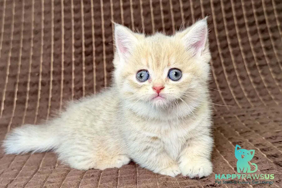 Marley Munchkin male blue golden spotted tabby - live animals