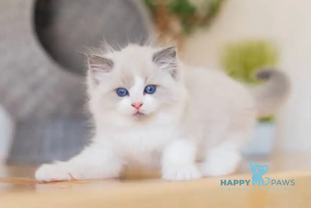 Marley Ragdoll male blue bicolour live animals