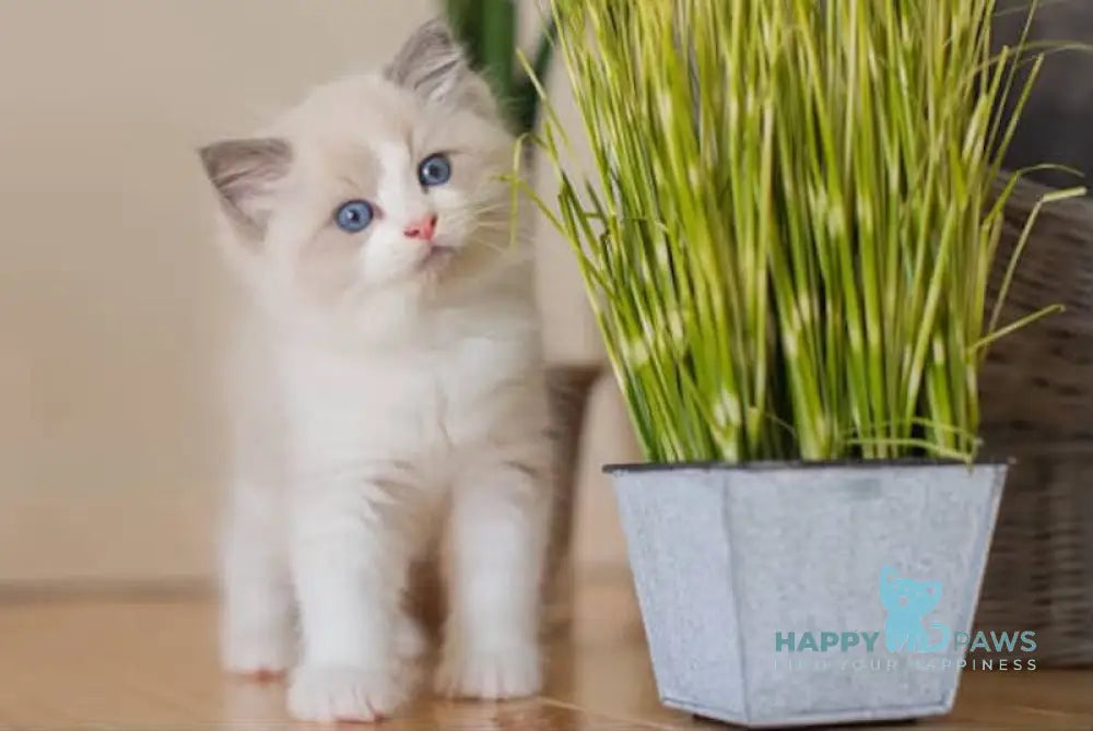 Marley Ragdoll male blue bicolour live animals