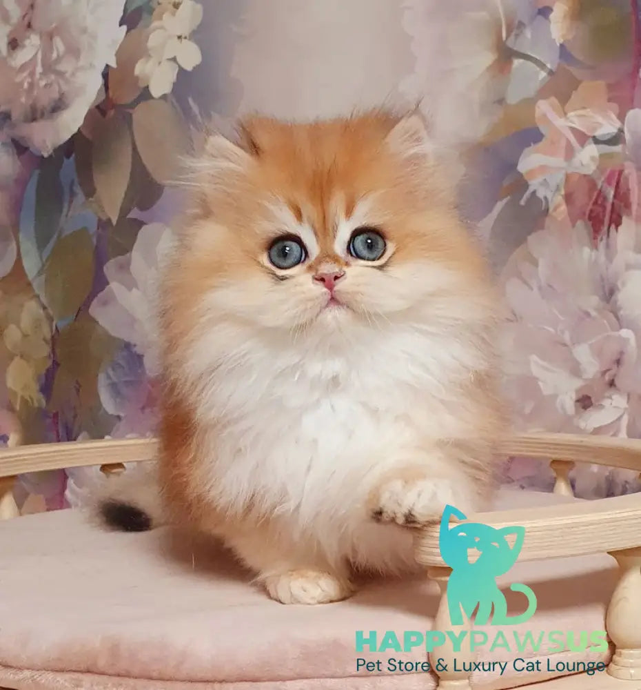 Marmelad British Longhair male black golden chinchilla live animals