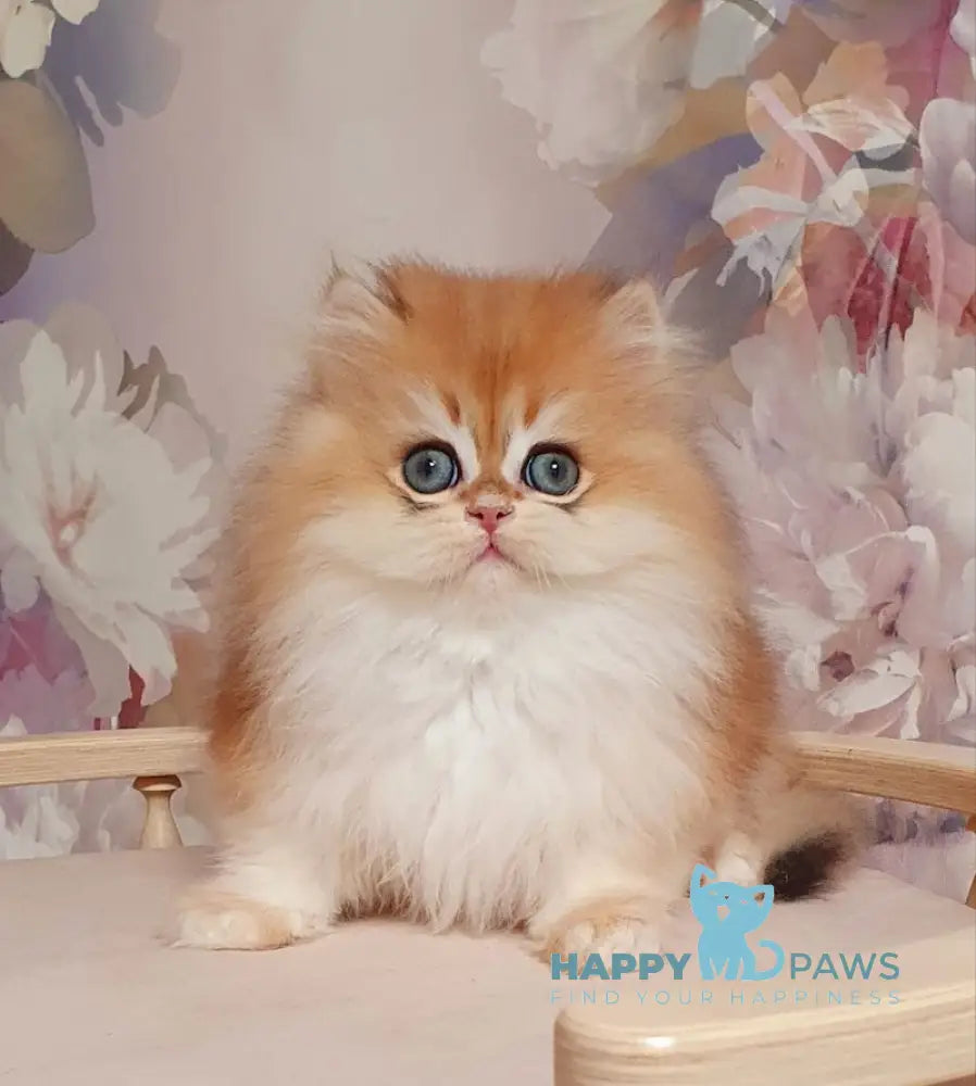 Marmelad British Longhair male black golden chinchilla live animals