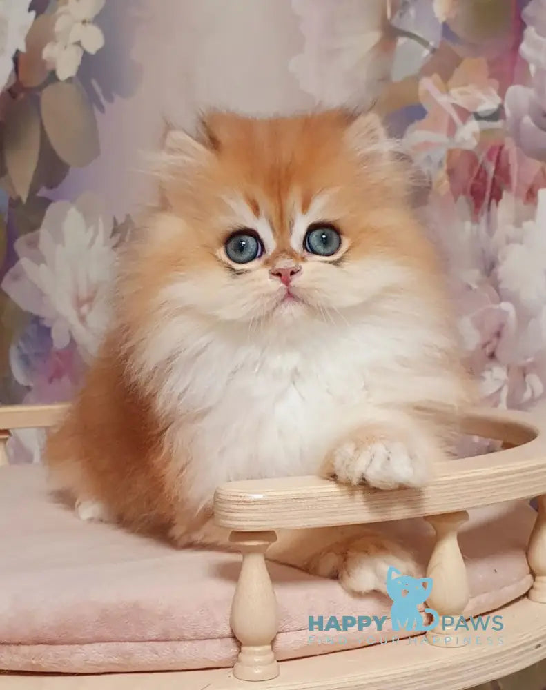 Marmelad British Longhair male black golden chinchilla live animals