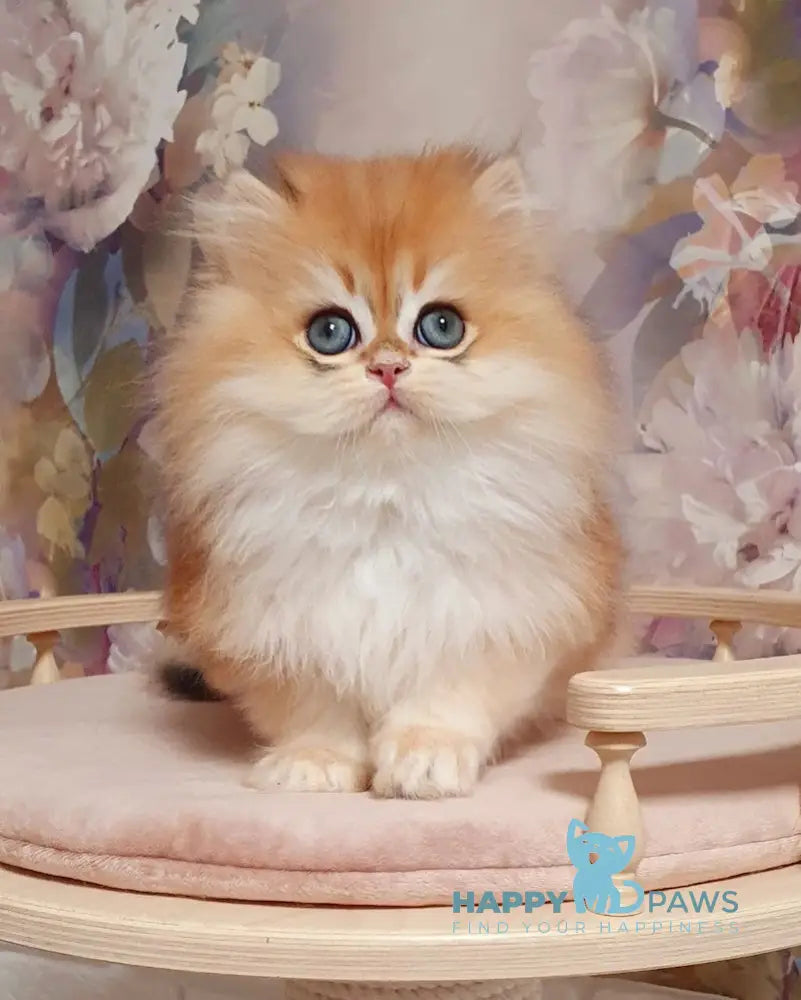 Marmelad British Longhair male black golden chinchilla live animals