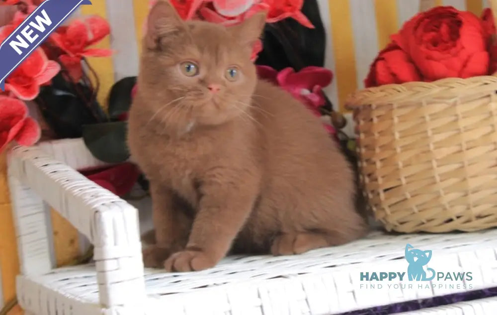 Marmelad British Shorthair male cinnamon live animals