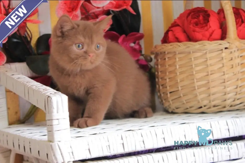 Marmelad British Shorthair male cinnamon live animals