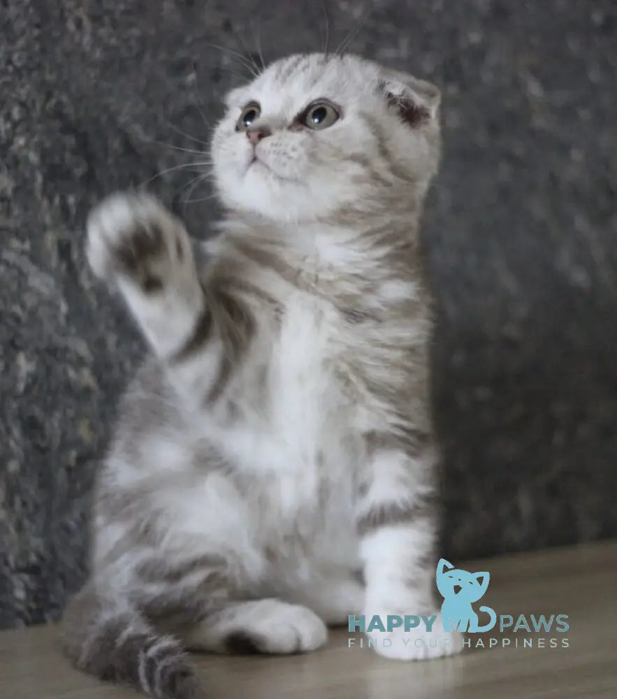 Marmelad Scottish Fold male black silver tabby live animals