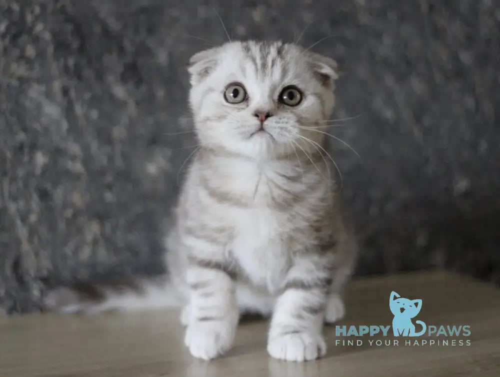 Marmelad Scottish Fold male black silver tabby live animals