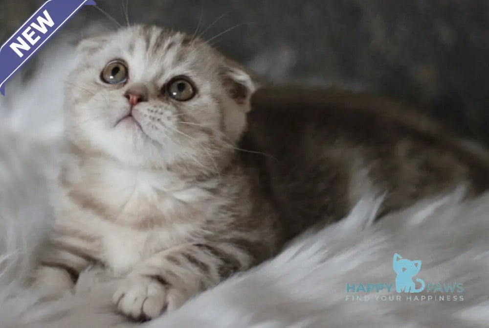 Marmelad Scottish Fold male black silver tabby live animals