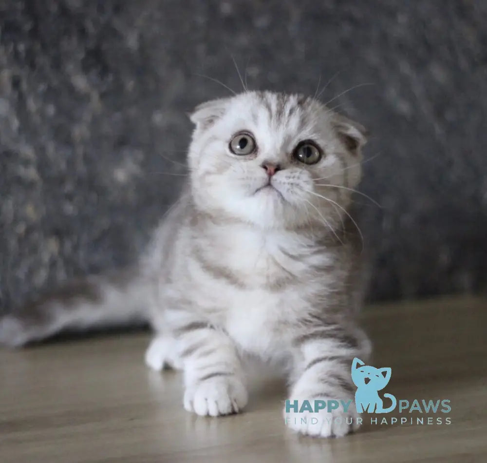 Marmelad Scottish Fold male black silver tabby live animals