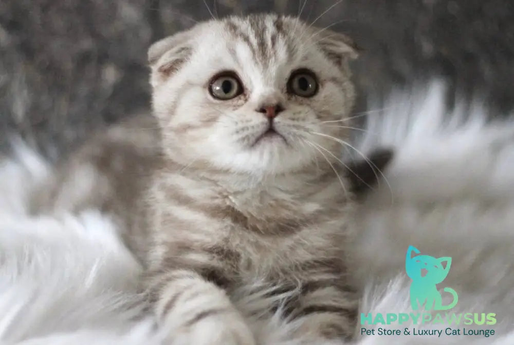 Marmelad Scottish Fold male black silver tabby live animals